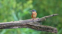 IJsvogel